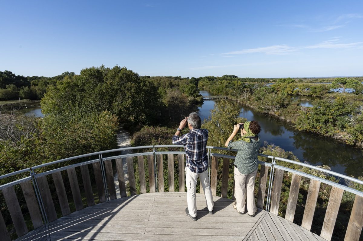 Idées de sorties pour l'Ascension - reserve ornithologique du teich - Bassin d'Arcachon